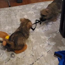 Cairn Terrier Puppies from Ferguson's Cairn Terriers
