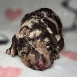 Kiri - Brown merle female Aussiedoodle puppy in Cleveland, Georgia from Jam's Doodles And Poodles