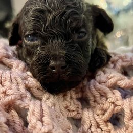 Cocoa bean - Brown female Maltipoo puppy in Hephzibah ( Richmond County ), Georgia from Healing Pawz LLC