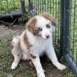 Riot - Red merle male Miniature Australian Shepherd puppy in Gatesville, Texas from Southern Promise Aussie’s