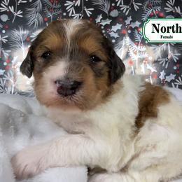 North - Sable female Bernedoodle puppy in Milan, Indiana from Doodles & Spice