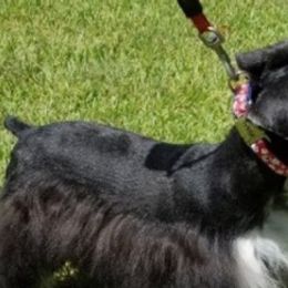 Miniature Schnauzers from JNJ Lark