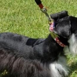 Miniature Schnauzers from JNJ Lark