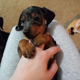 Dachshund Puppies from White River Valley Kennel