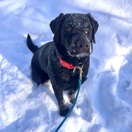 Labrador Retriever Puppies from Rose Gold Retrievers