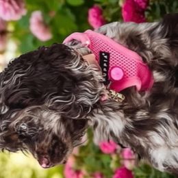 Cockapoos and Dachshunds from Little Valley Puppies