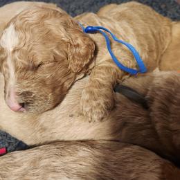 Boy 2 - Caramel cream male Labradoodle puppy in Fostoria, Michigan from North Country Kennel Club
