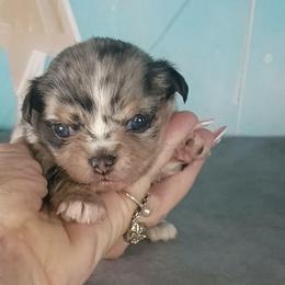Gizmo - Blue merle male Chihuahua puppy in Redding, California from Akc ivy league chihuahua .  Com