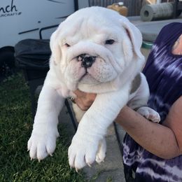 Bulldog Puppies from Black Creek English Bulldogs