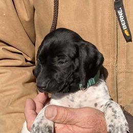 Boy 4 - Black and white male German Shorthaired Pointer puppy in Garland, North Carolina from Echo Acres Farm