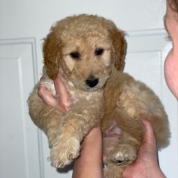 Goldendoodle Puppies from Americana Paws