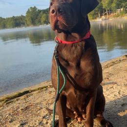 Moxie - Labrador Retriever