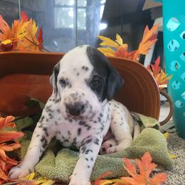 Forest - White and black male Dalmatian puppy in Grant, Michigan from Savannah Woltanski