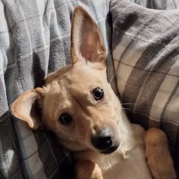 Companion Crosses from Dreamy Chiweenies