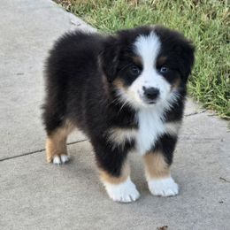 Voodoo - Black tri female Miniature American Shepherd puppy in Noble, Oklahoma from Roserock Aussies