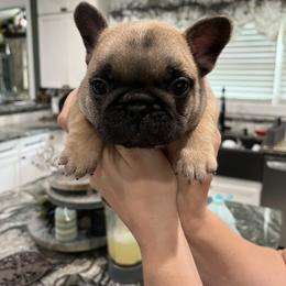 Teddy - Fawn male French Bulldog puppy in Alabama from Rathbone Bulldogs