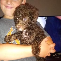 Poodle Puppies from Pawsome Poodles