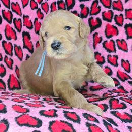 Dustin - Apricot male Goldendoodle puppy in Georgetown, Tennessee from Georgetown Designer & Purebred Puppies