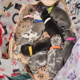 Great Dane Puppies from Dana's Danes