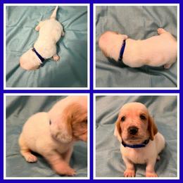 Blue collar male - Lemon and white male Basset Hound puppy in Columbia, South Carolina from Pawmetto Hounds