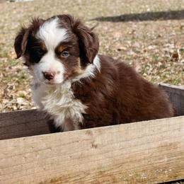 Girl 1 - Red tri female Miniature Australian Shepherd puppy in Fife Lake, Michigan from HaVen Homestead Miniature Australian Shepherds