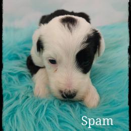 Spam - Black and white female Sheepadoodle puppy in Farley, Iowa from Iowa's Doodle Co.