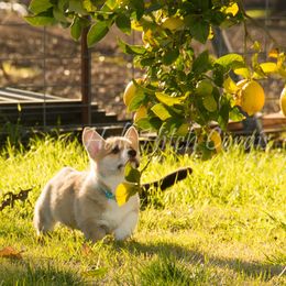 Pembroke Welsh Corgi Puppies from Half Hitch Corgis