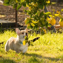 Pembroke Welsh Corgi Puppies from Half Hitch Corgis
