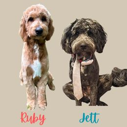 Goldendoodle puppies from Heartfelt Doodles