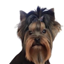 Willow - Yorkshire Terrier