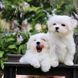 Maltese Puppies from Leona's Maltese