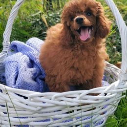 Boy 2 - Red  Poodle puppy in Westfield, Indiana from GentleID