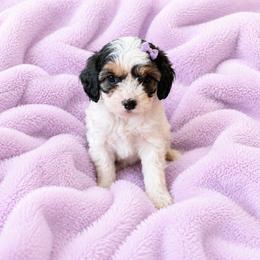 Sunny - Tri-color female Cavapoo puppy in Malad, Idaho from Sunny Hill Puppies