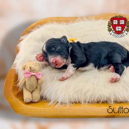 Sutton - Black tri-color female Aussiedoodle puppy in Chattanooga, Tennessee from Remedy Ranch Aussiedoodles