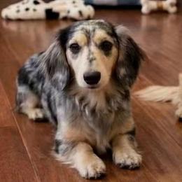 Lulu - Dachshund