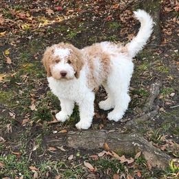"Saint" English Springer Spaniel, Poodle, and Springerdoodle All Grown Up from SpringerDoodles at the Beach