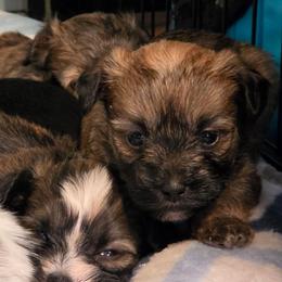 Lilly ( now Sophie ) spoken for - female Yorkipoo puppy in West Enfield, Maine from GRIFFEY'S SPA AND KENNEL
