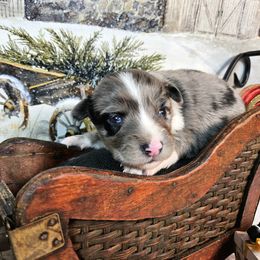 Blue - Blue merle female Toy Australian Shepherd puppy in Cedar Creek, Texas from Rowdy Ranch Tx