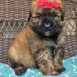 AKC Scarlett - Fawn female Bouvier des Flandres puppy in Marionville, Missouri from Sandbox Puppies
