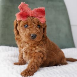 Honey Girl 3250 Free Delivery - Red  female Goldendoodle puppy in Mayfield, Utah from Ruff Country Doodles