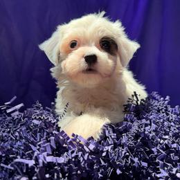 Penny - White female Havanese puppy in Pearland, Texas from Herds Of Havanese