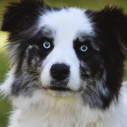 Bliss - Border Collie