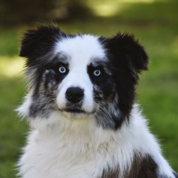Bliss - Border Collie
