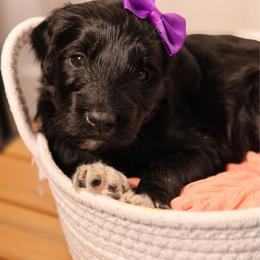 Purple collar - Black female Goldendoodle puppy in Palmetto Bay, Florida from SOMIDOODLES