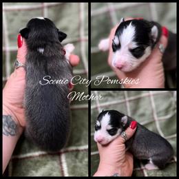 Mother - Black and white female Pomsky puppy in Rossville, Georgia from Scenic City Pomskies