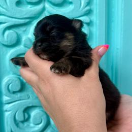 Dolly - Black and tan female Pomeranian puppy in Springfield, Missouri from Hope Mountain Pomeranians