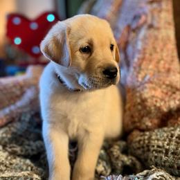 Romeo - Yellow male Labrador Retriever puppy in Sweet Home, Oregon from Knotty Creek Labradors
