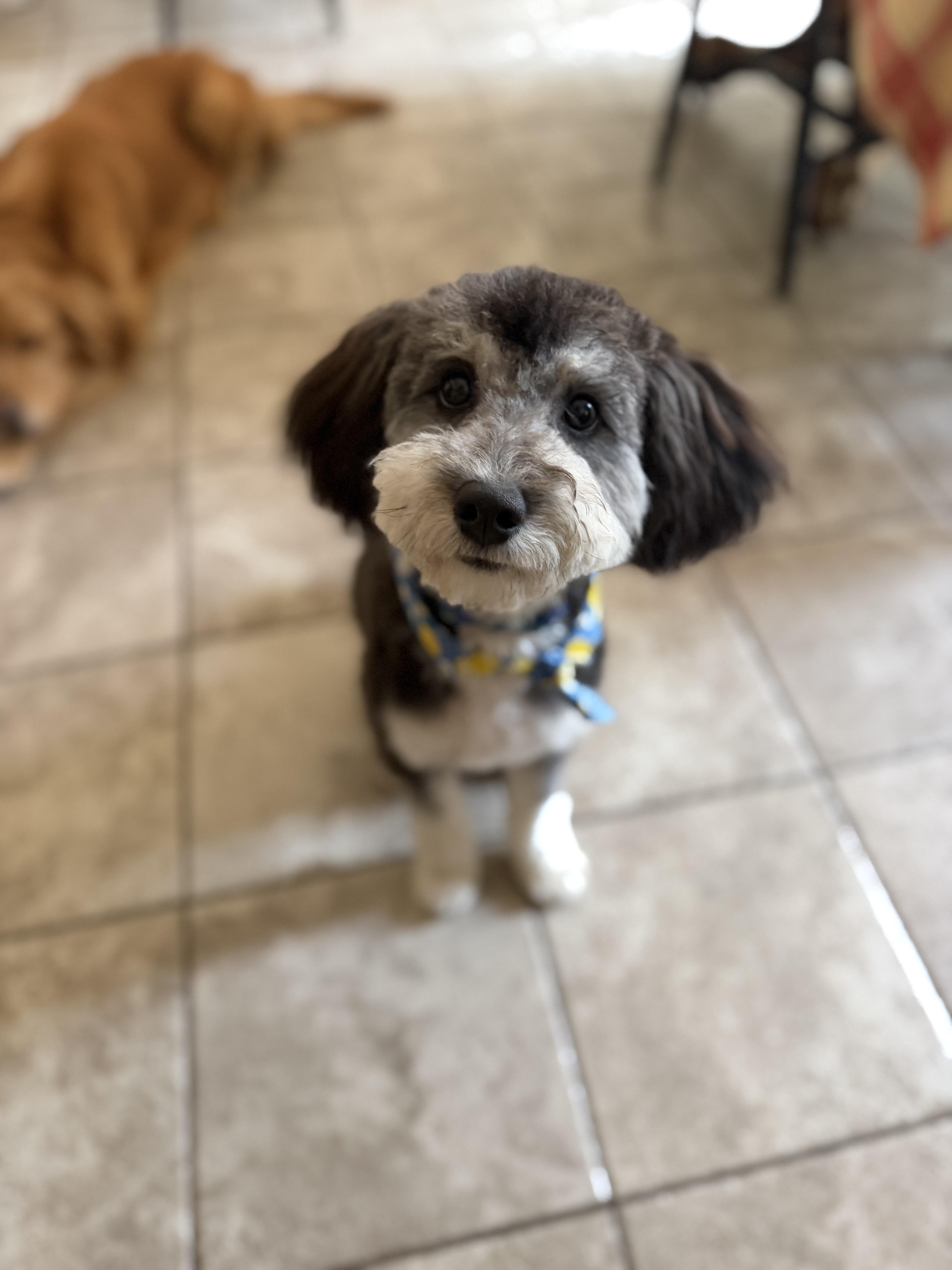 Frankie