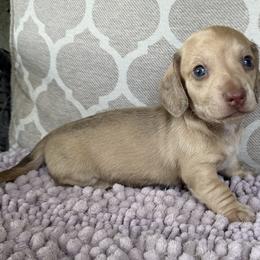AKC Boy 6 - Cream male Dachshund puppy in Joshua Tree, California from Desert Dreams Ranch