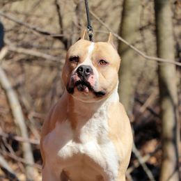 Loudon - American Staffordshire Terrier
